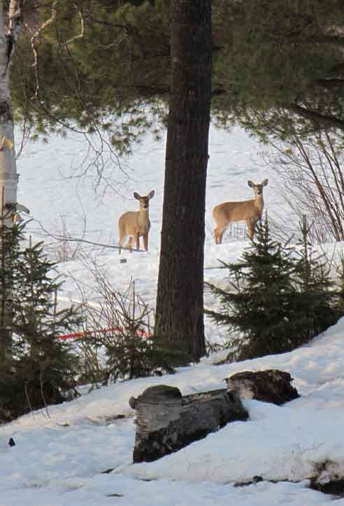 Deers on Spring Lake.